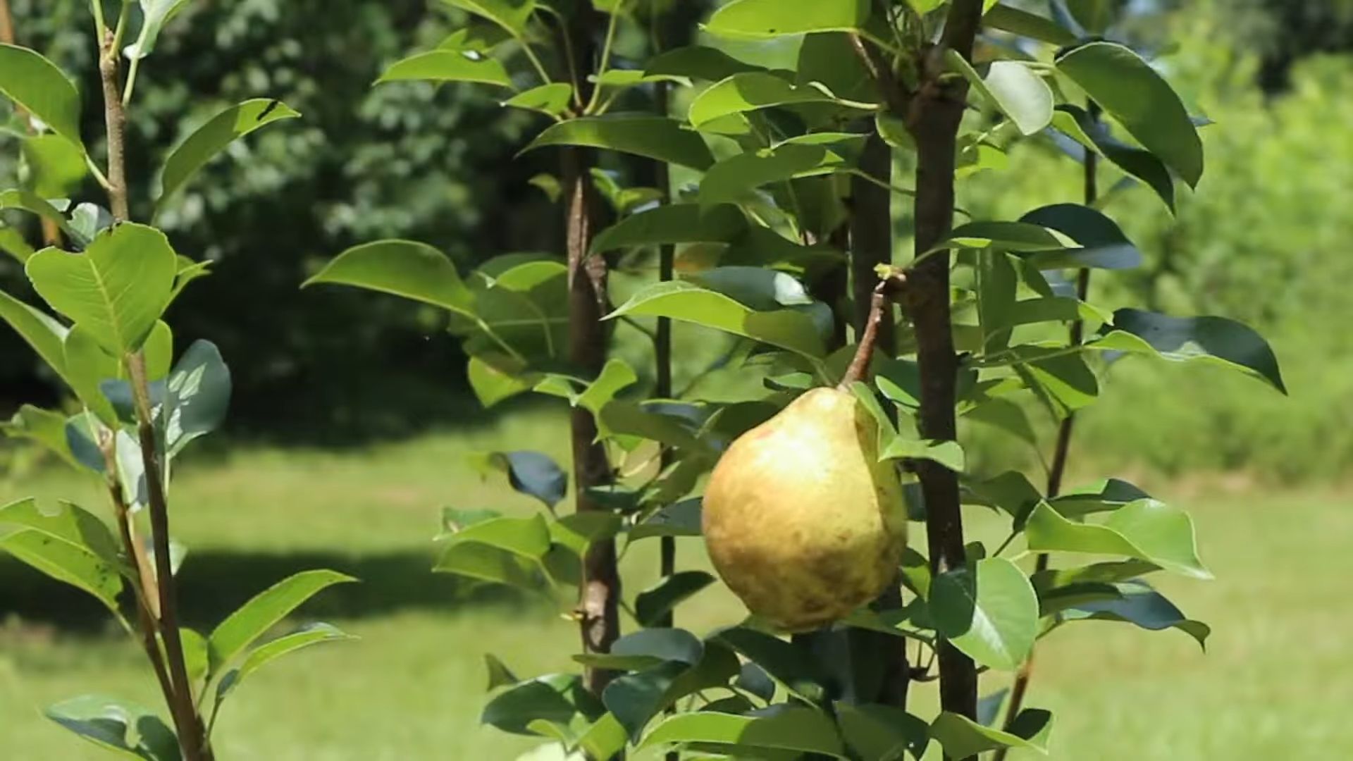 Grow Pears at Home