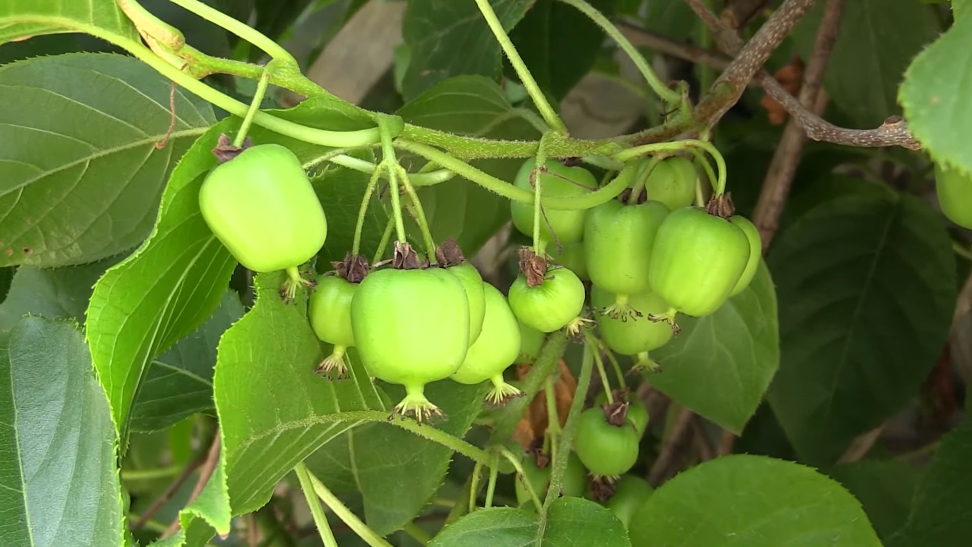 Grow Kiwi at Home