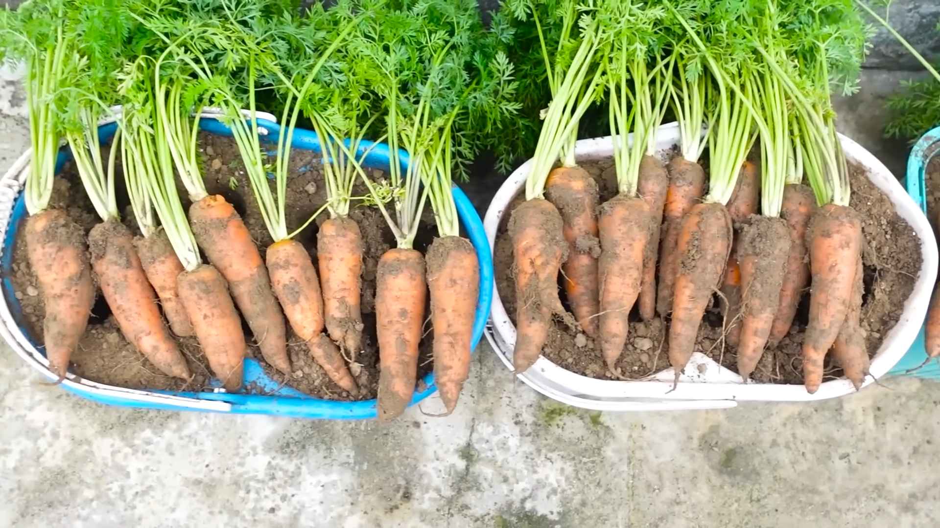 Growing Carrots in Containers