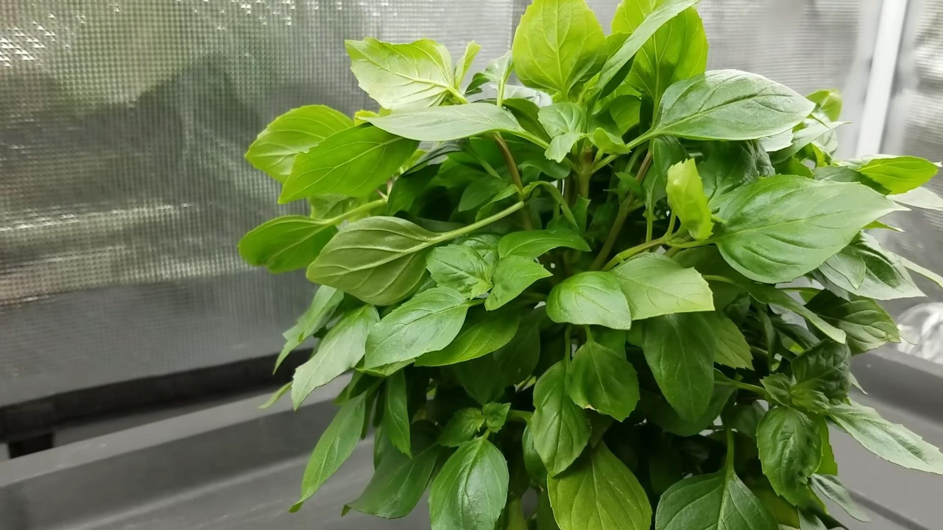 Growing Basil Kitchen Garden