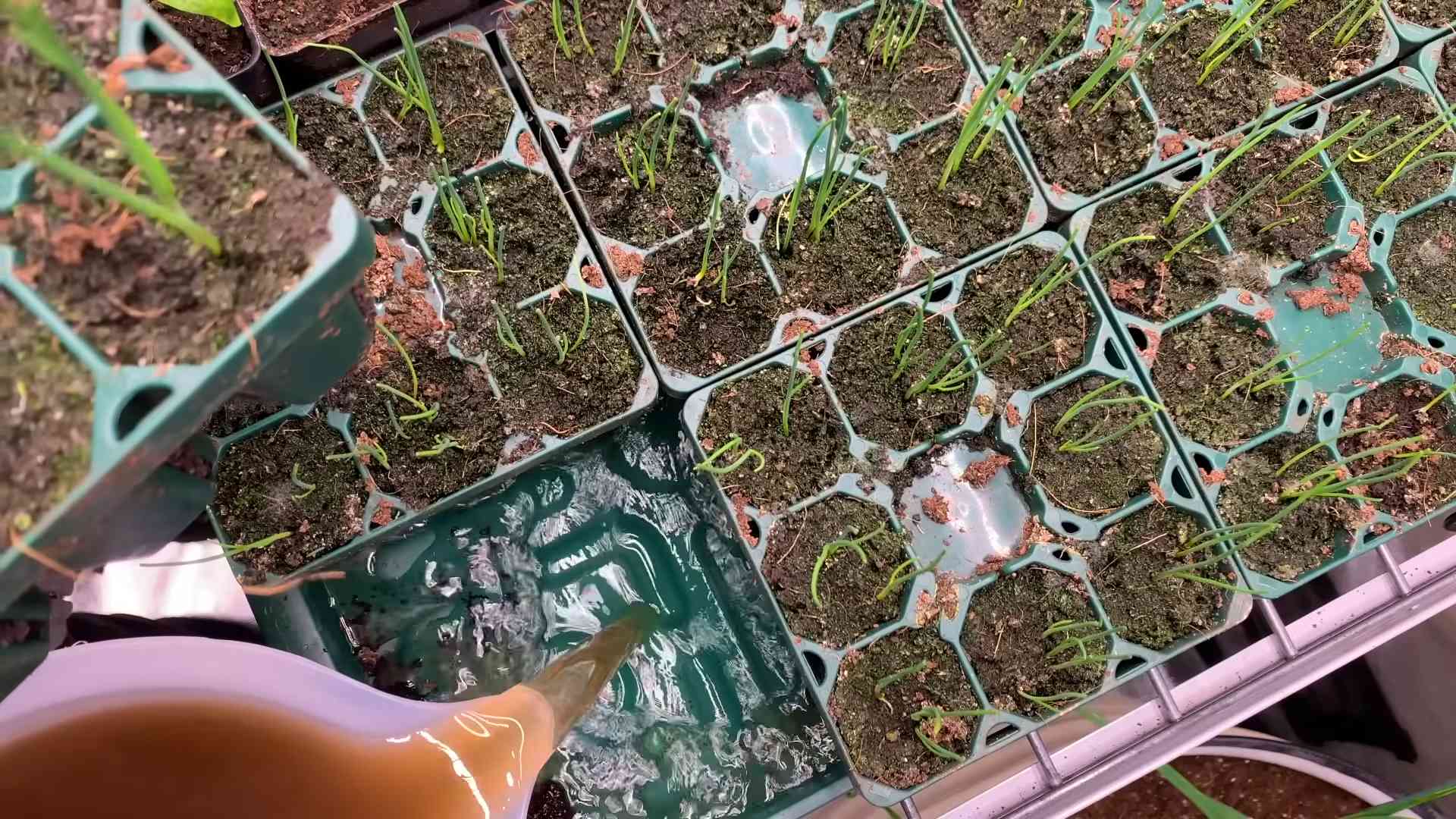 Regrow green onions in water