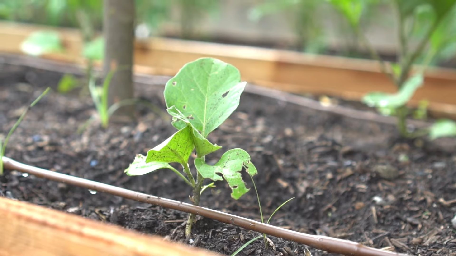 Growing Eggplant Backyard