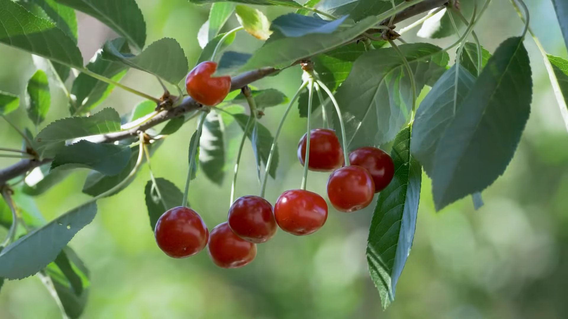 Grow Cherries at Home