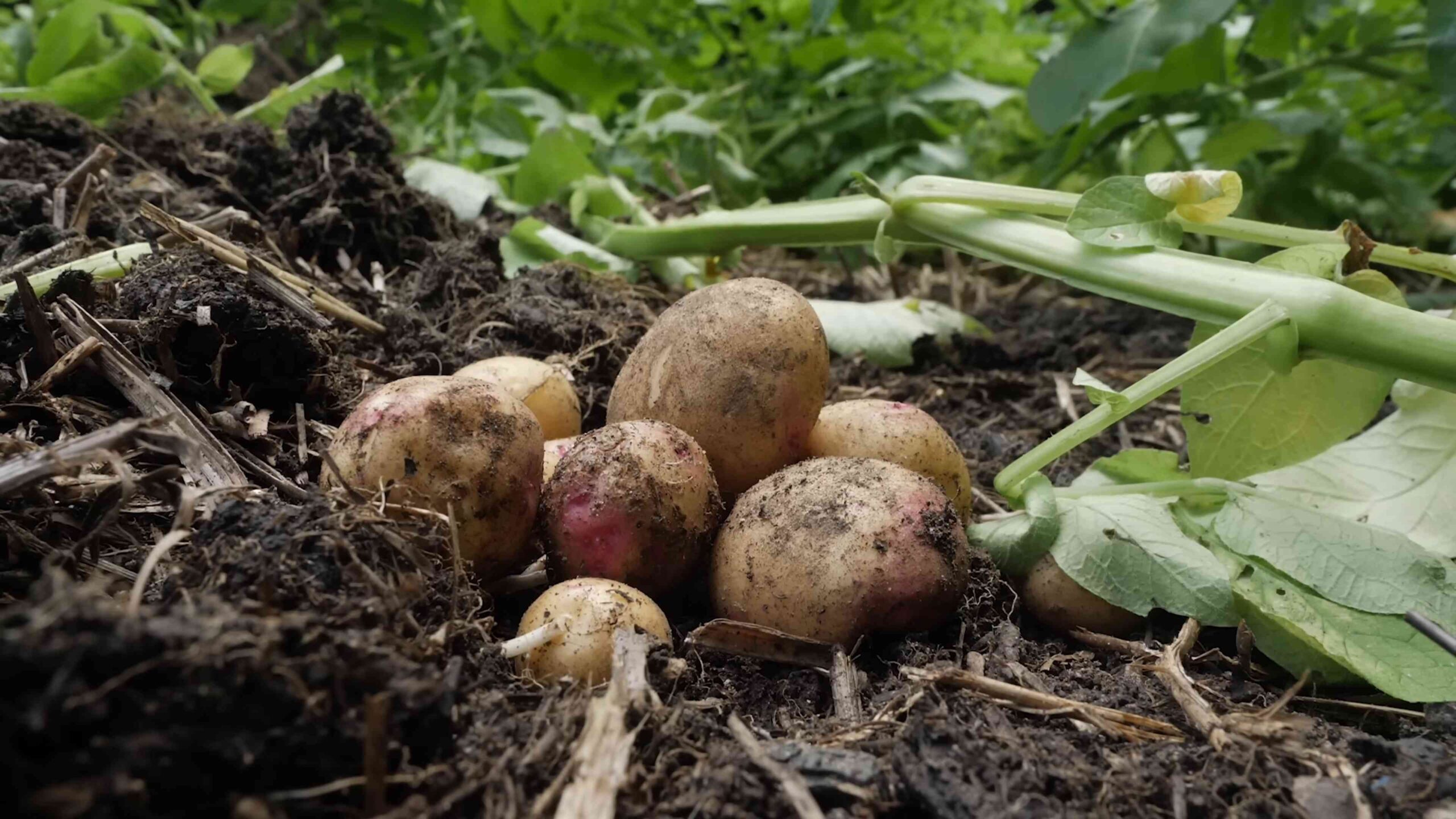 Grow Potatoes Backyard Beginner