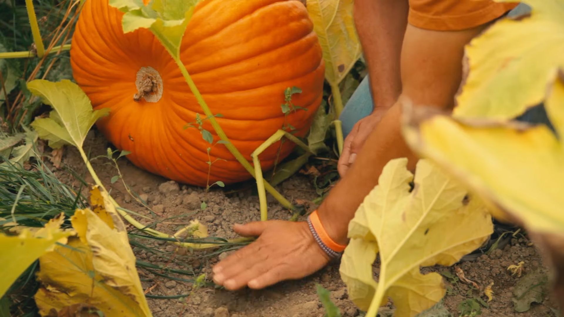 Growing Pumpkins at Home