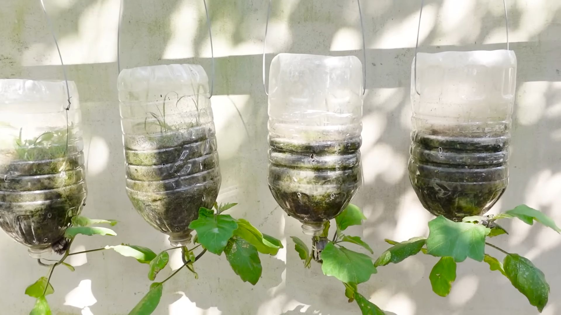 Growing Eggplants from Store Bought