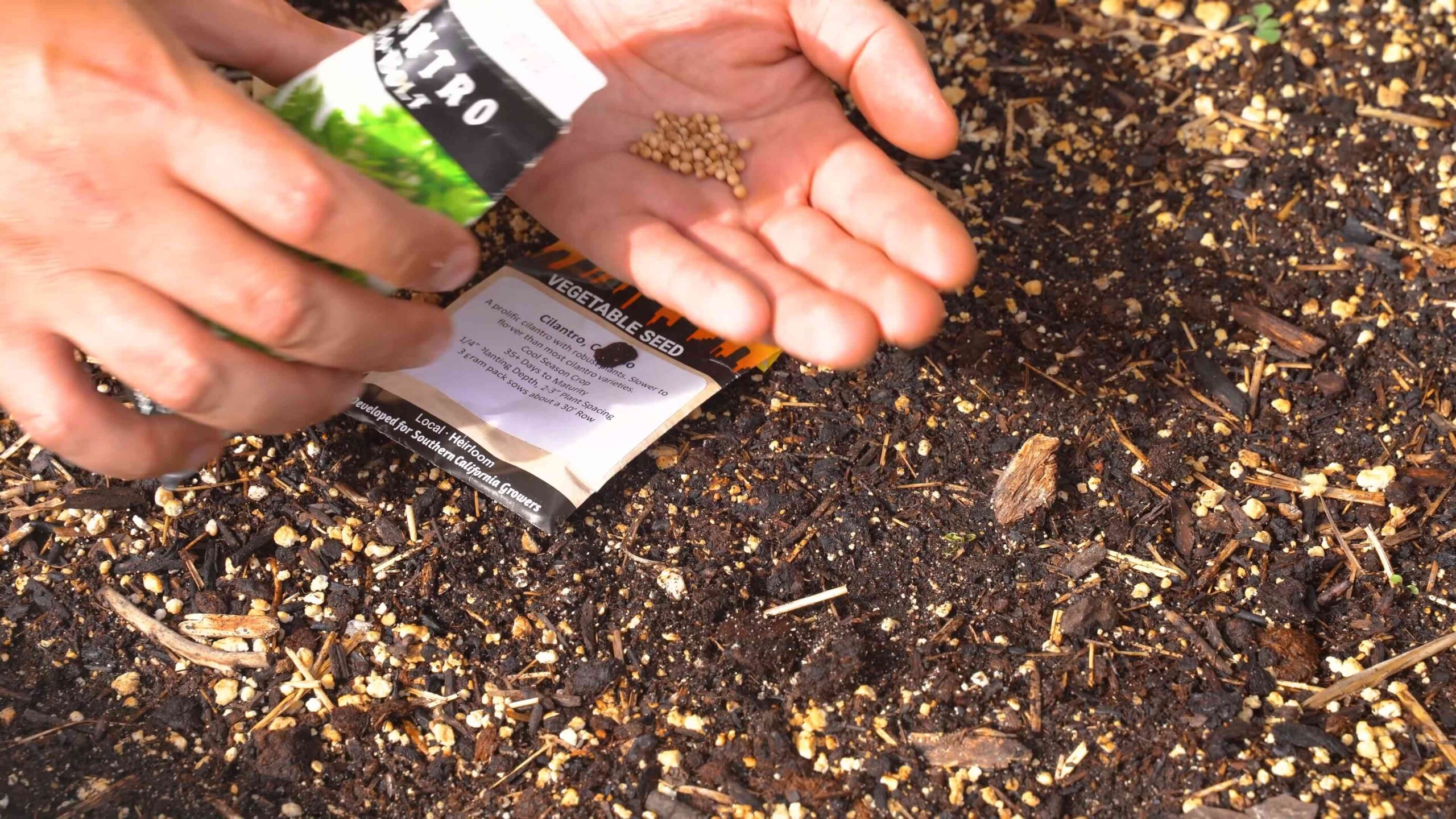 Growing Cilantro at Home