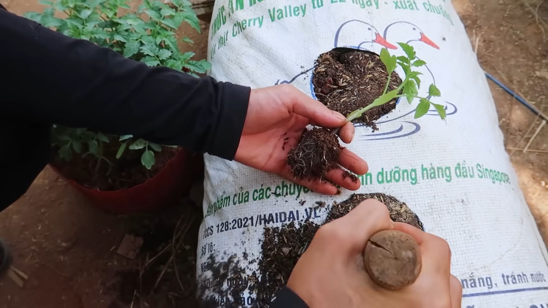 Grow tasty tomatoes