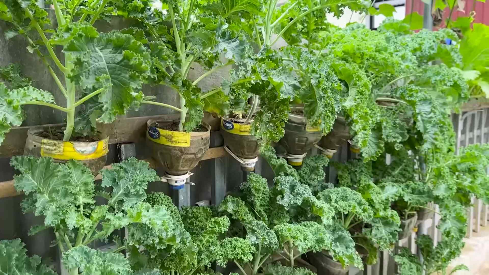 Growing Kale at Home