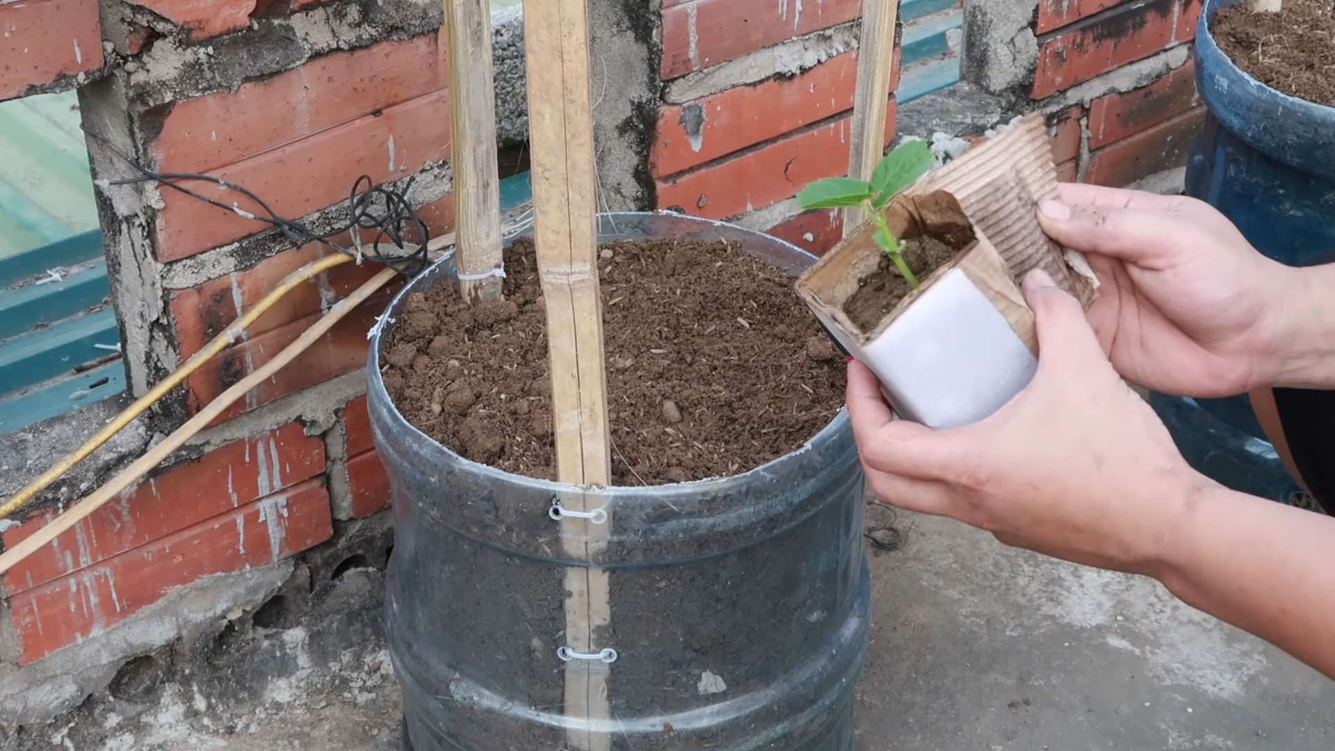 Growing Bitter Melon Easily