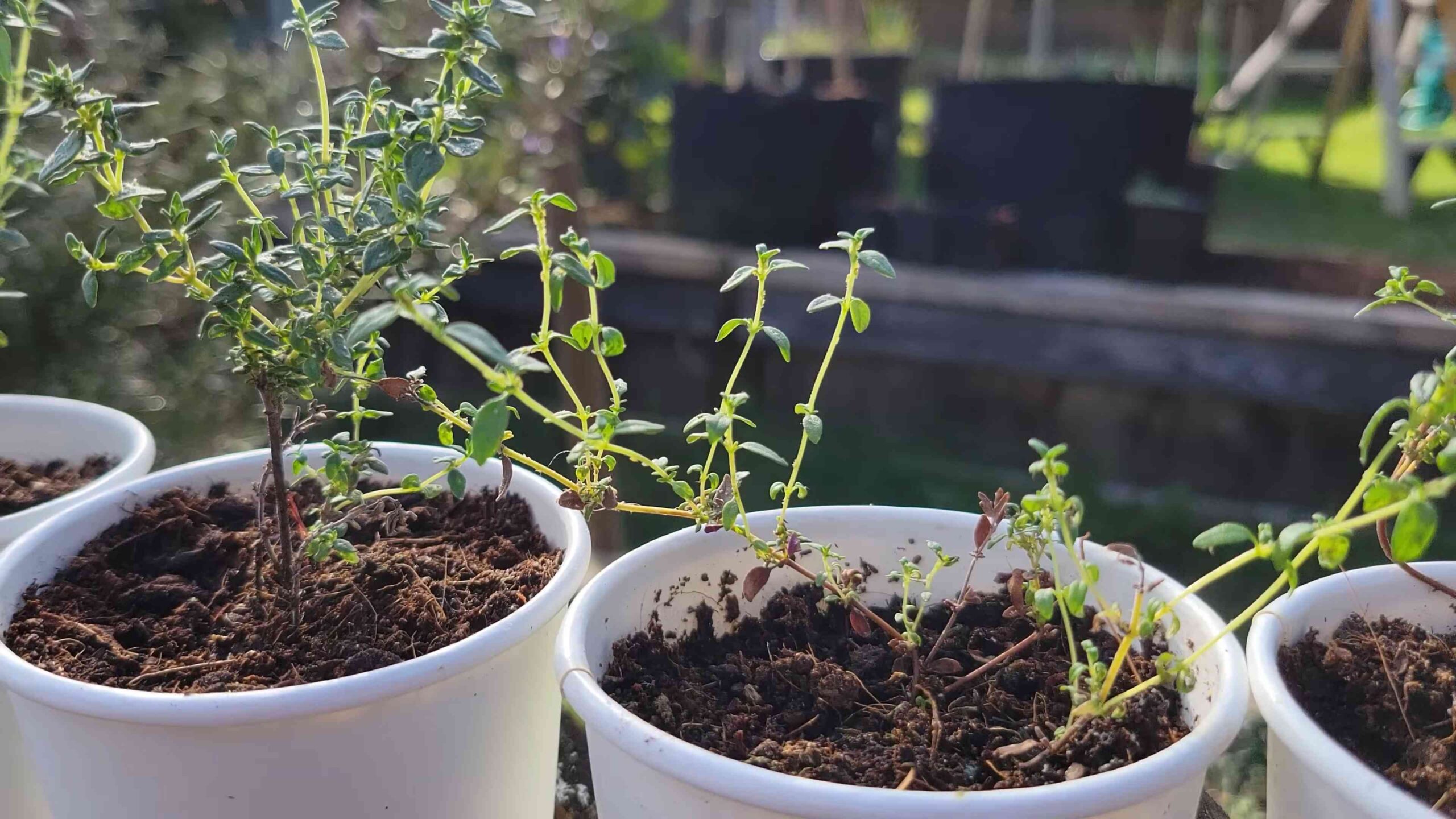 Growing Thyme Indoors