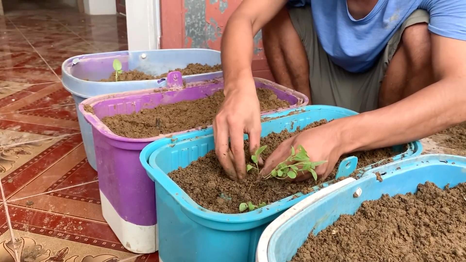 Planting White Eggplant