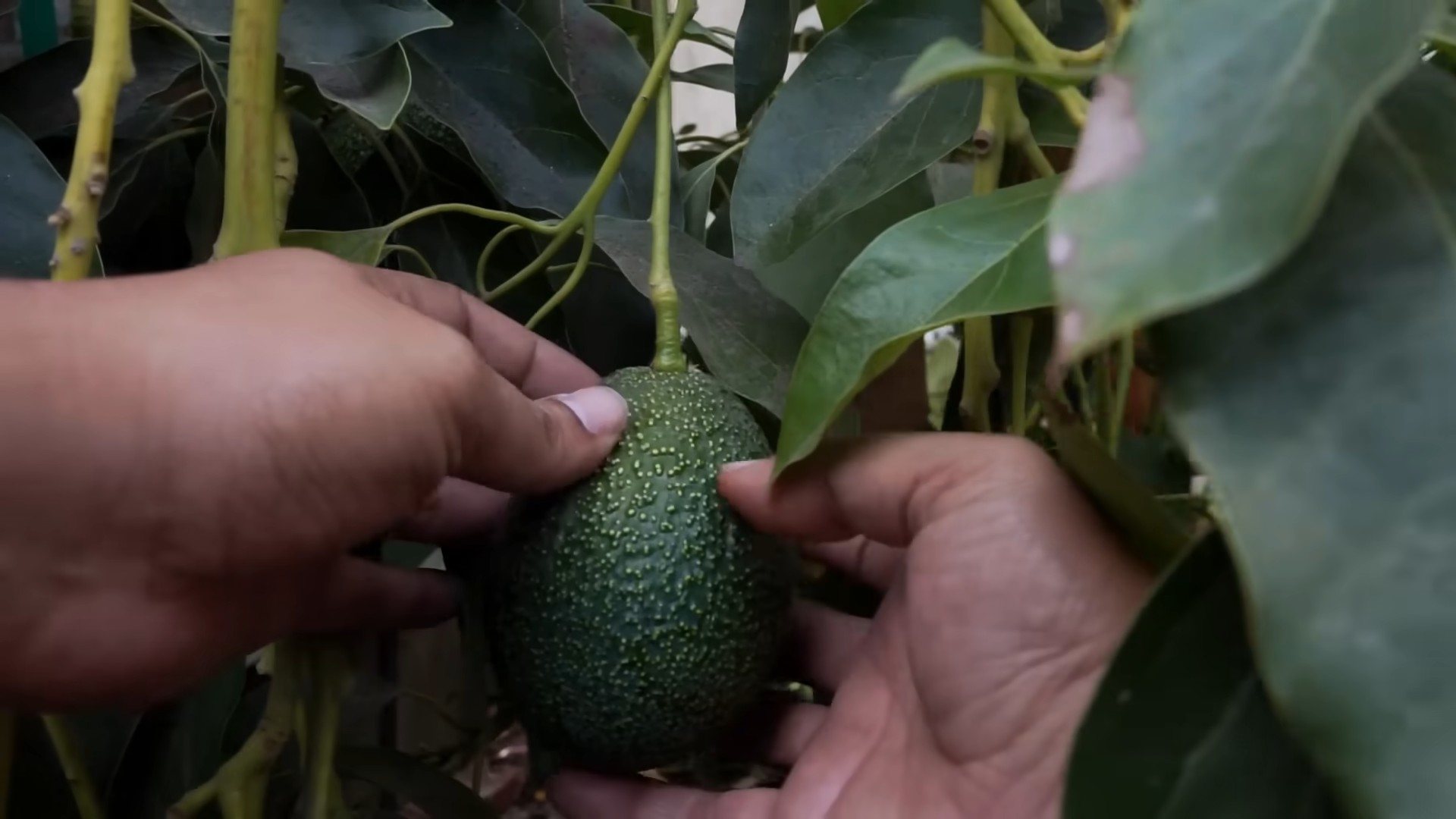 Grow Avocados at Home