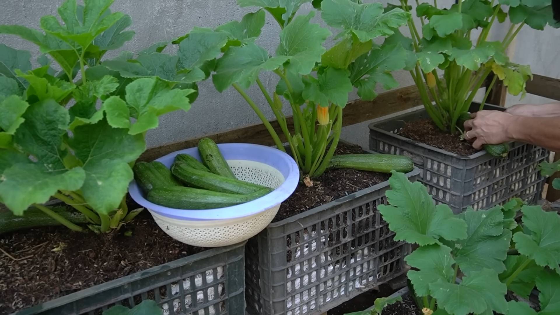 Growing Zucchini at Home