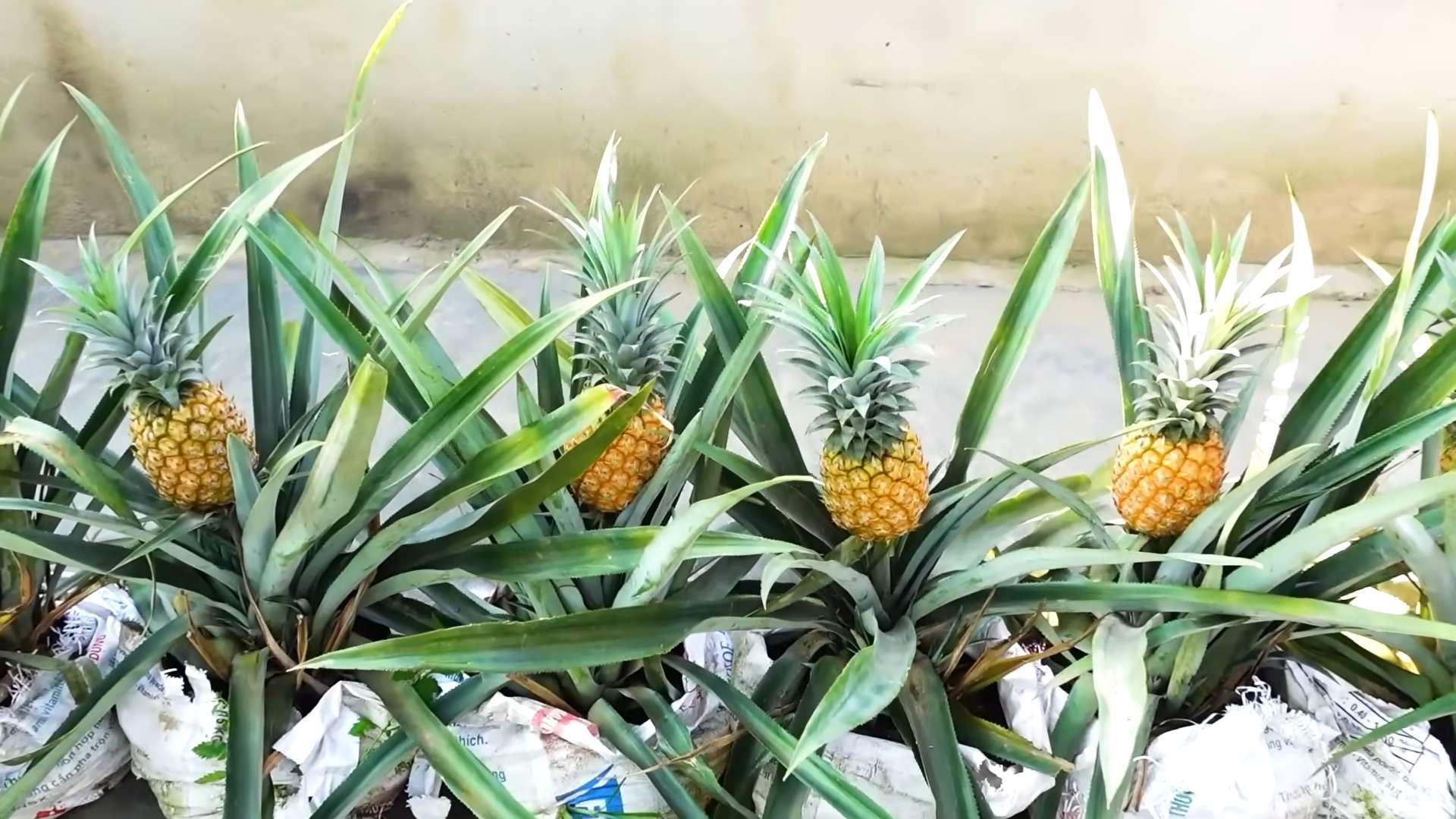 Grow Your Own Pineapple