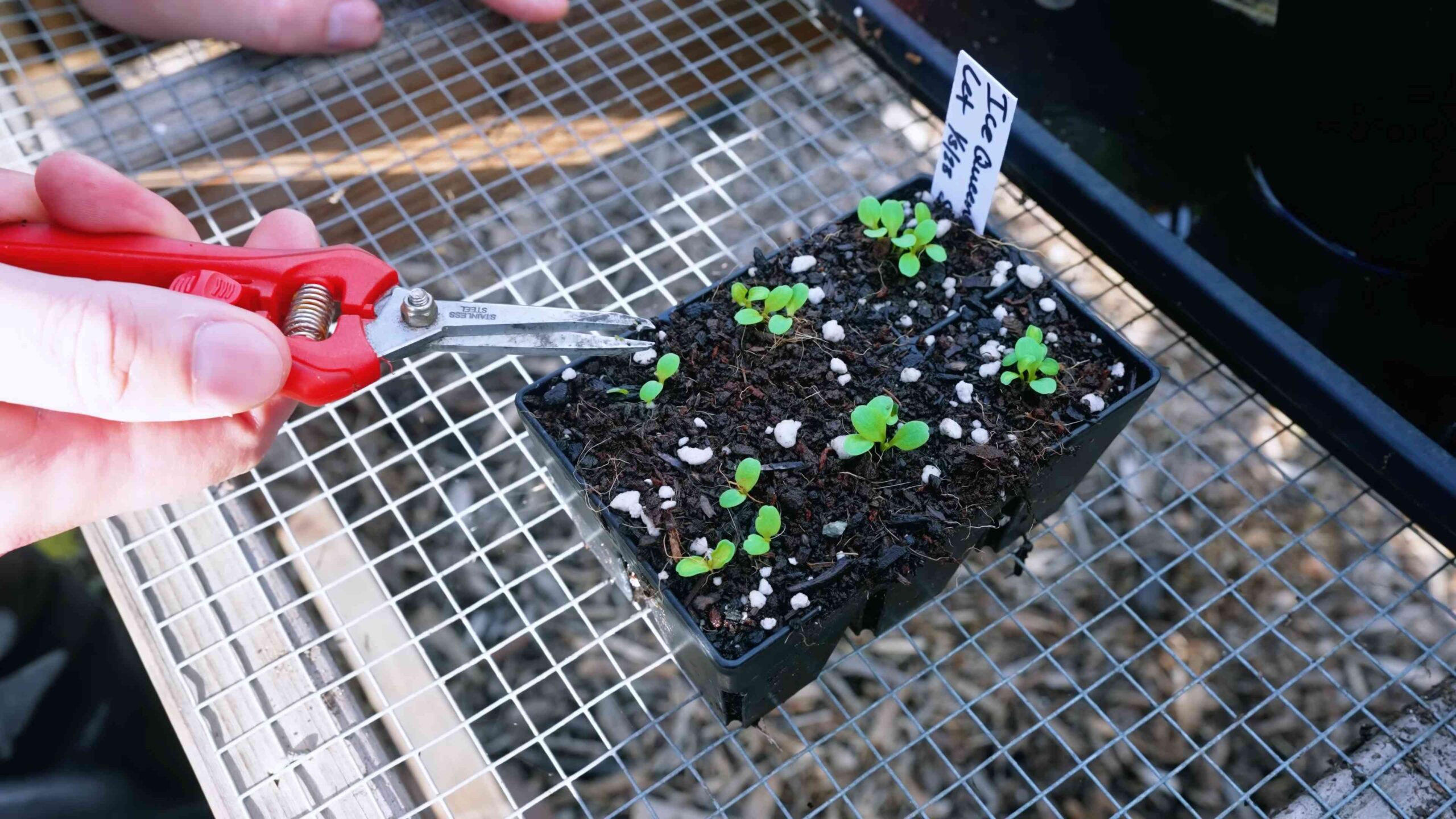 Grow lettuce at home
