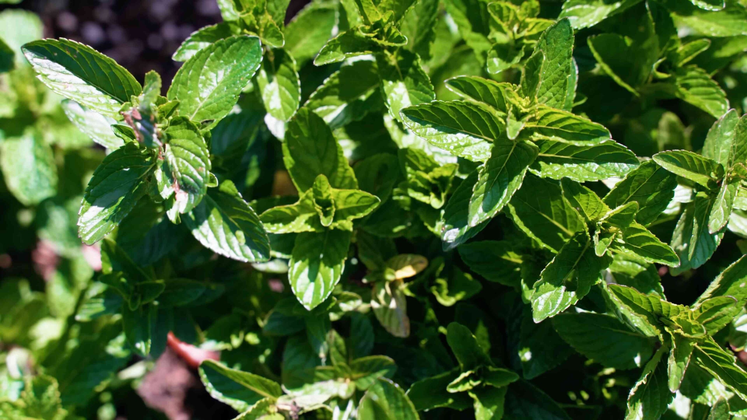 Grow Mint in Containers