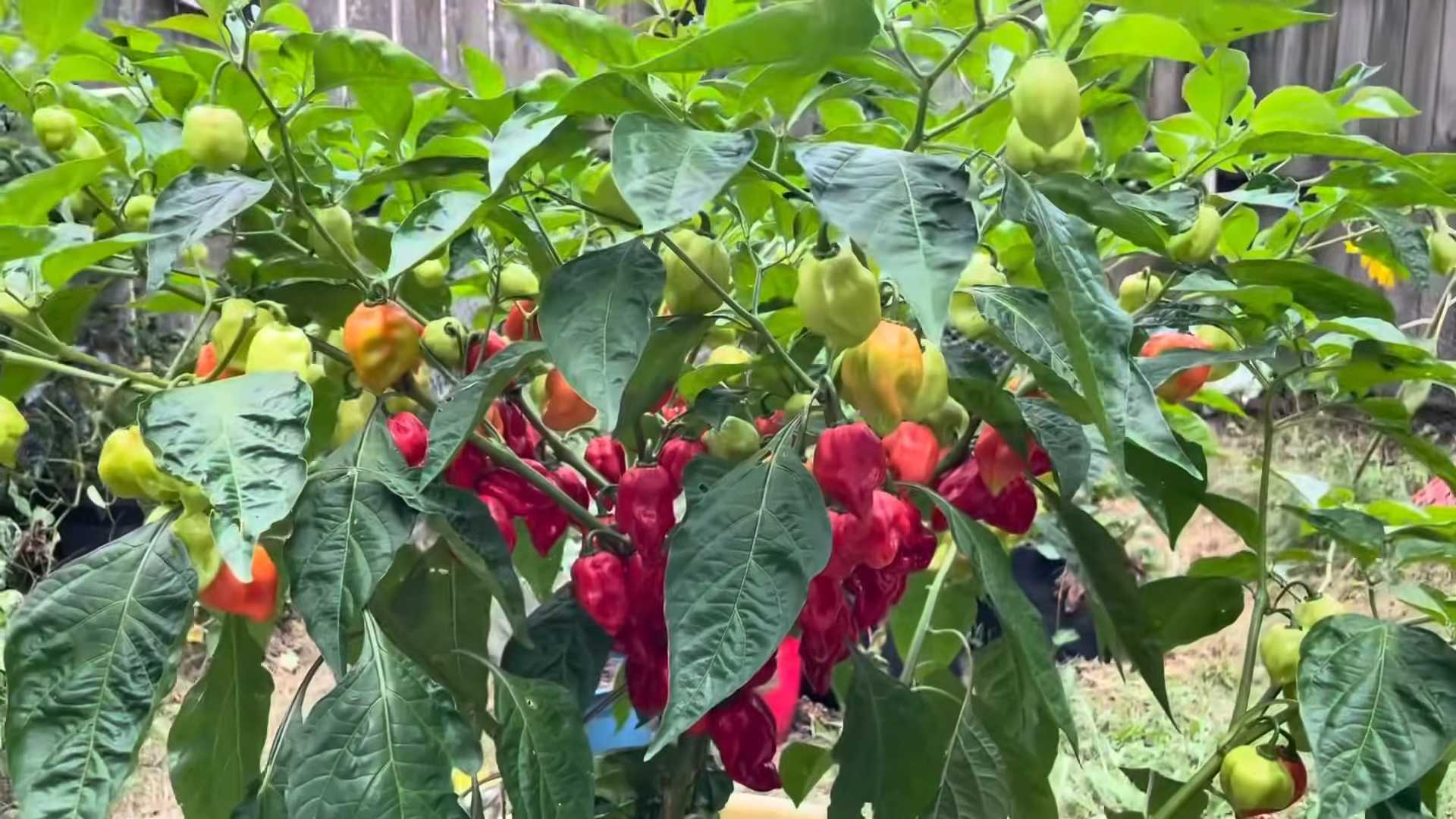 Growing Spicy Chilies at Home