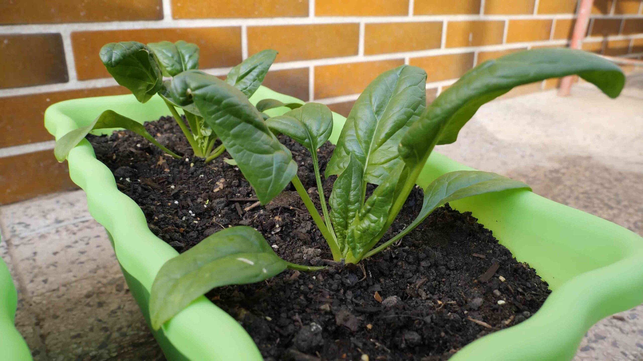 Soil Free Spinach Growing