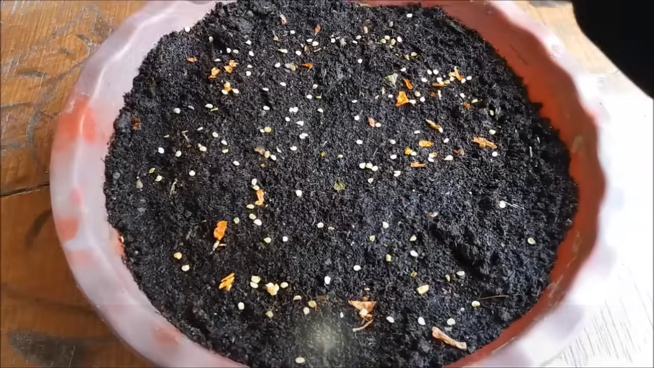 Grow Birds Eye Chili