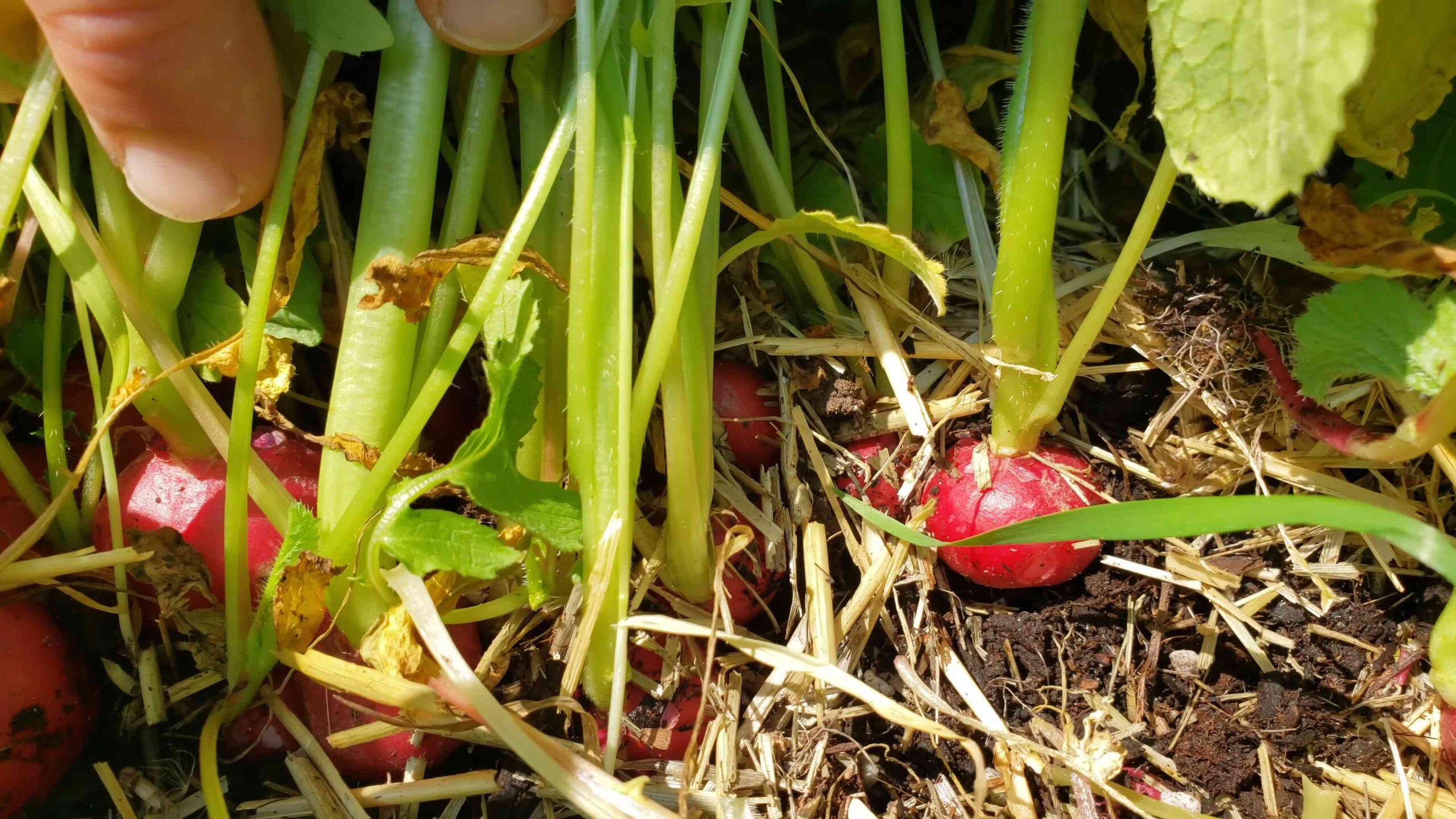 Grow radishes fast