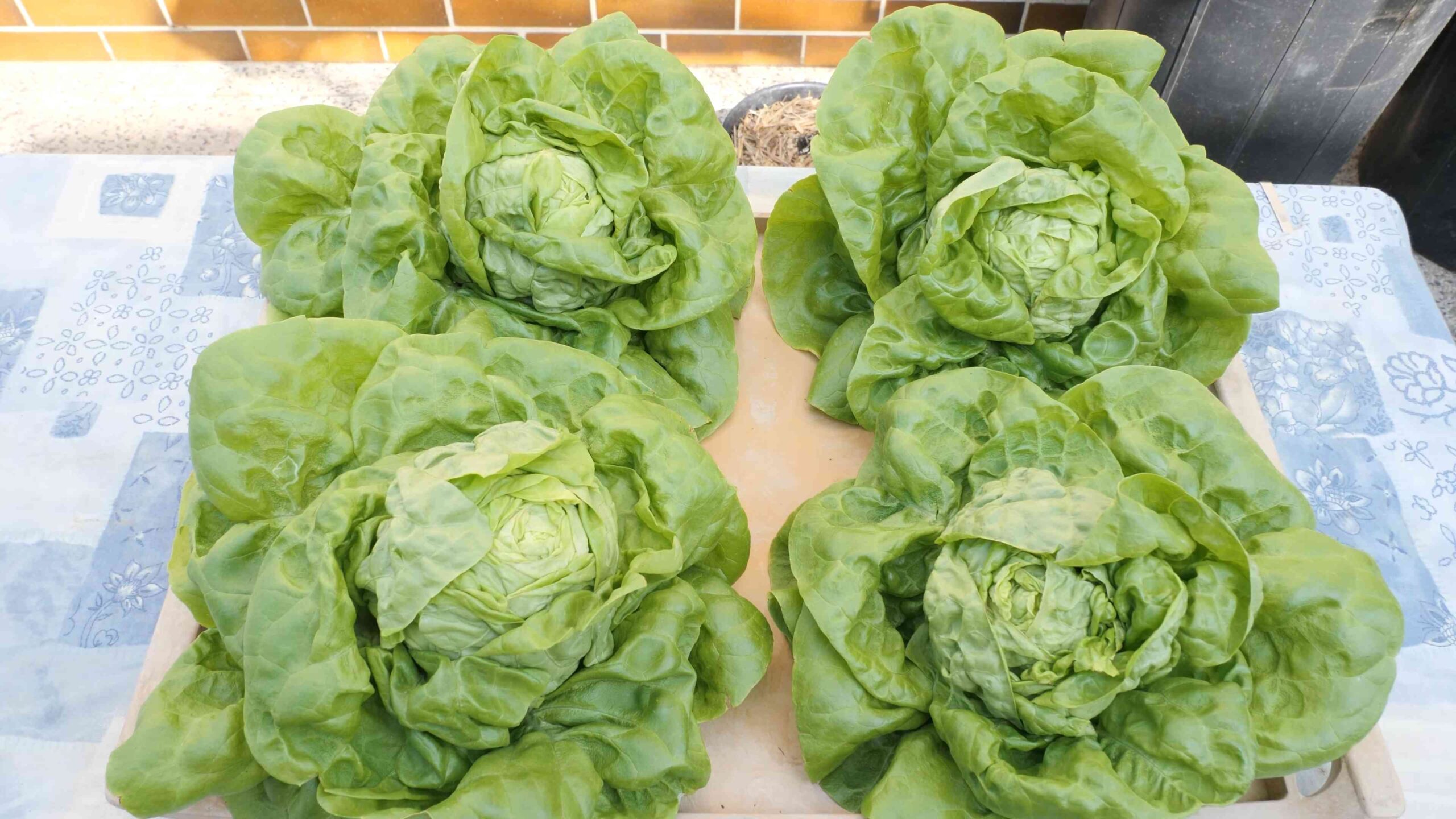 Container gardening lettuce