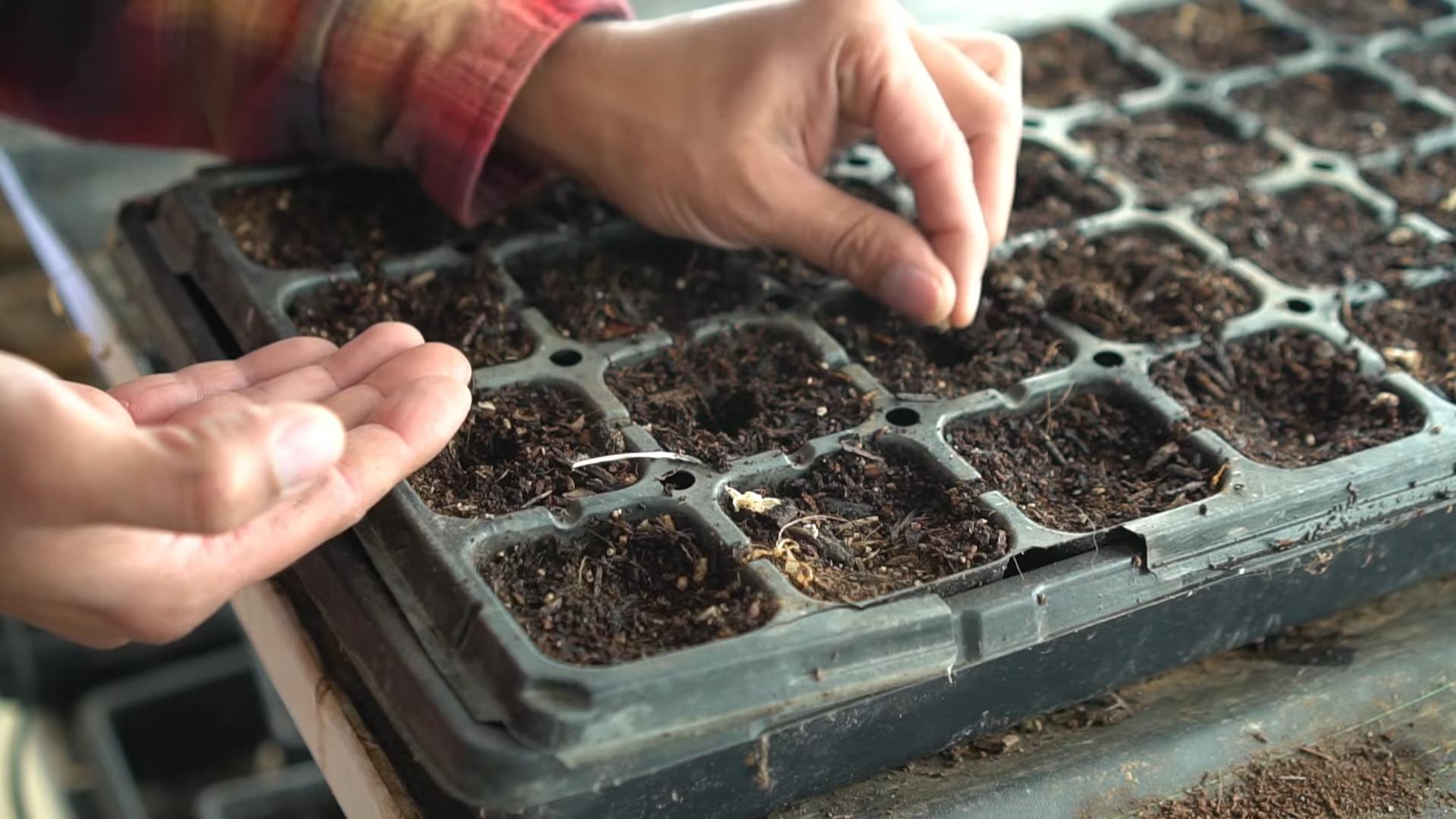 Grow eggplants