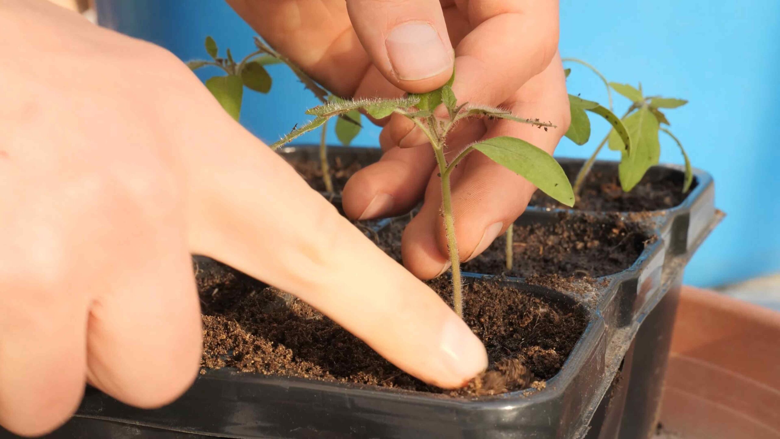 Grow tomatoes at home
