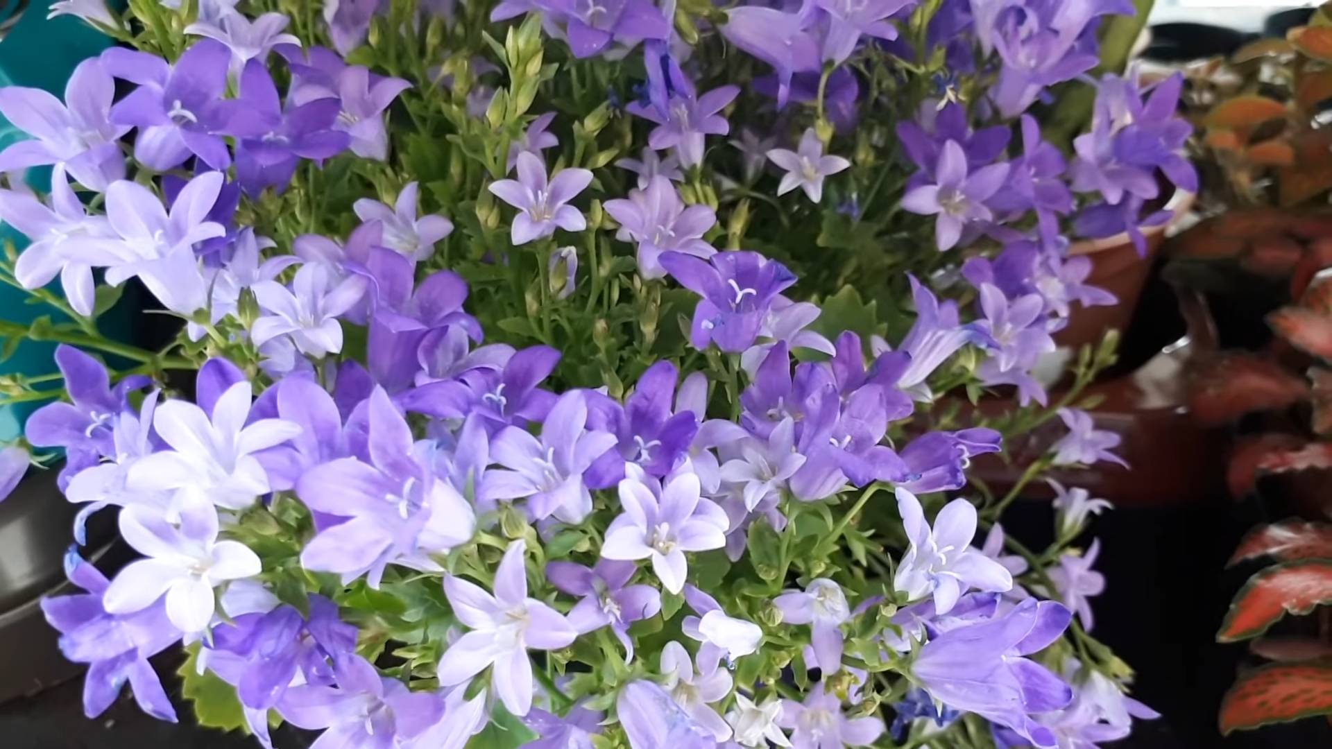 Growing Bellflowers Perennials