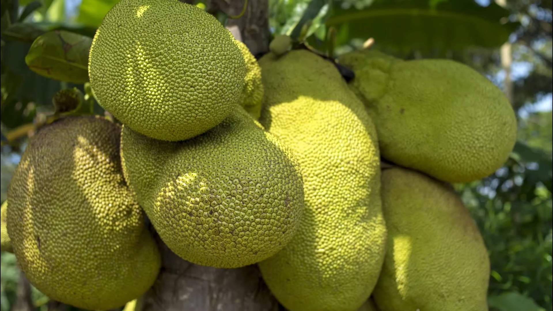 Growing Jackfruit Tree