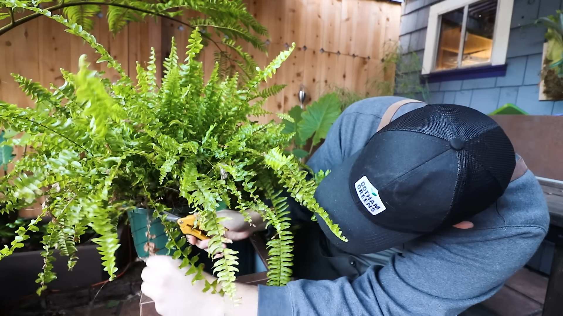 Indoor fern care tips