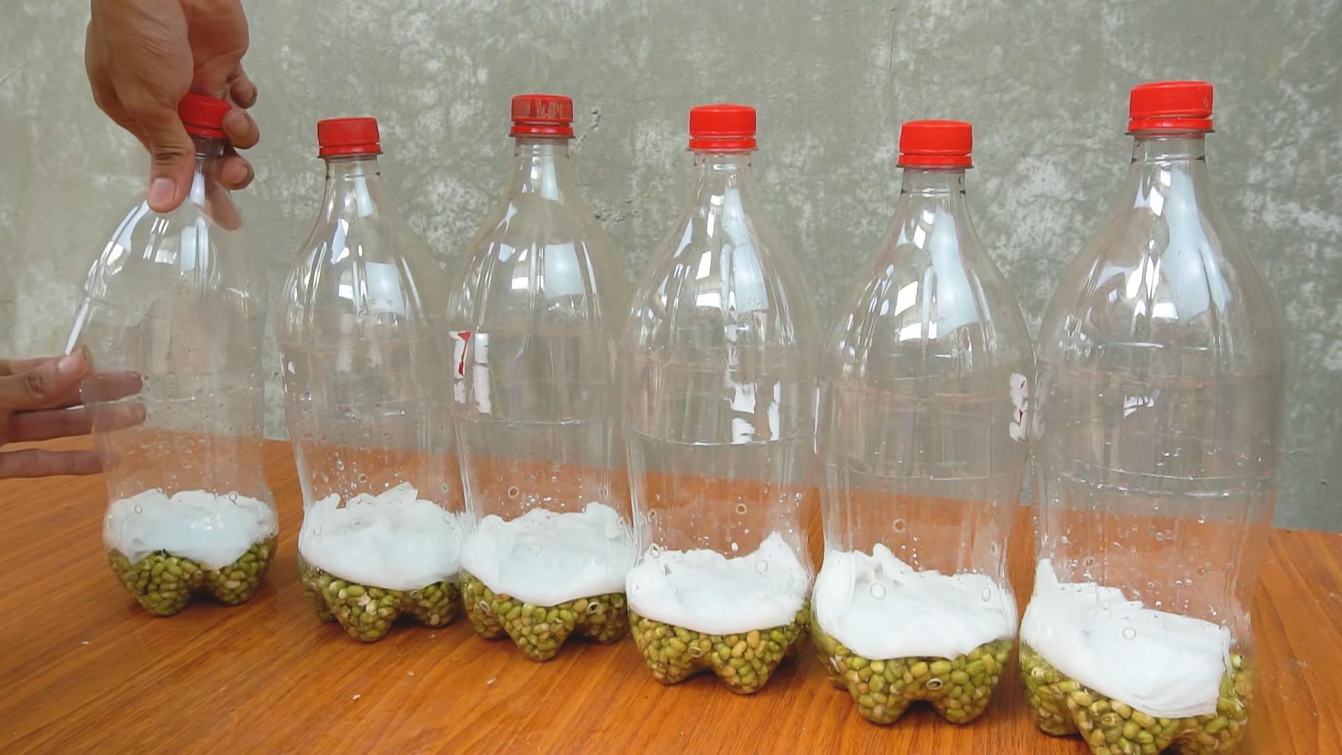Bean Sprout DIY Gardening