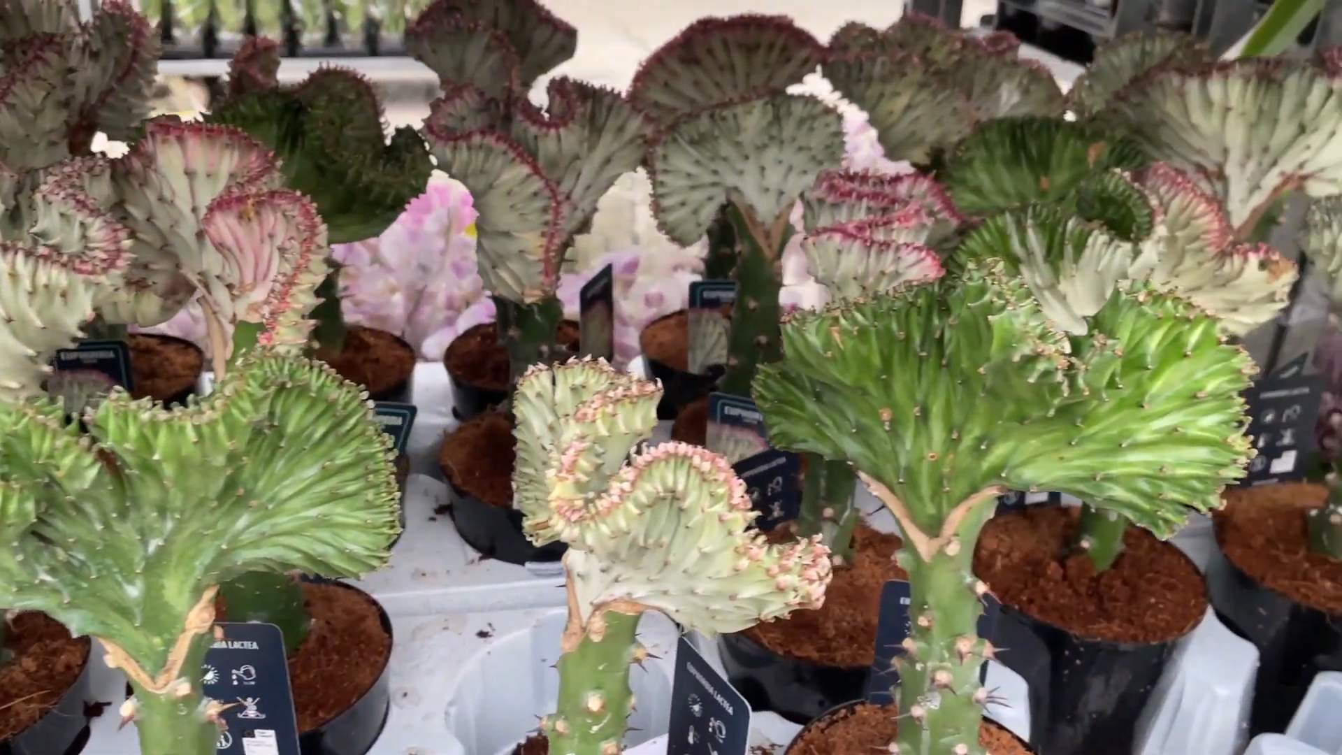 Grow Coral Cactus