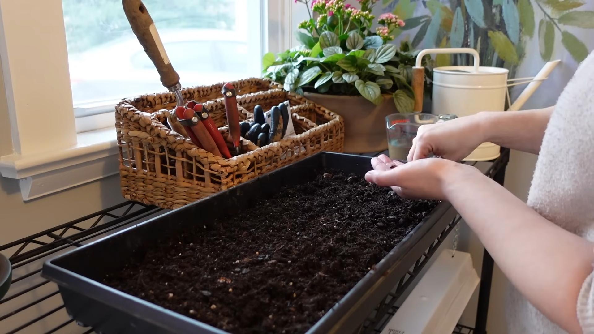 Growing Anemones Tips