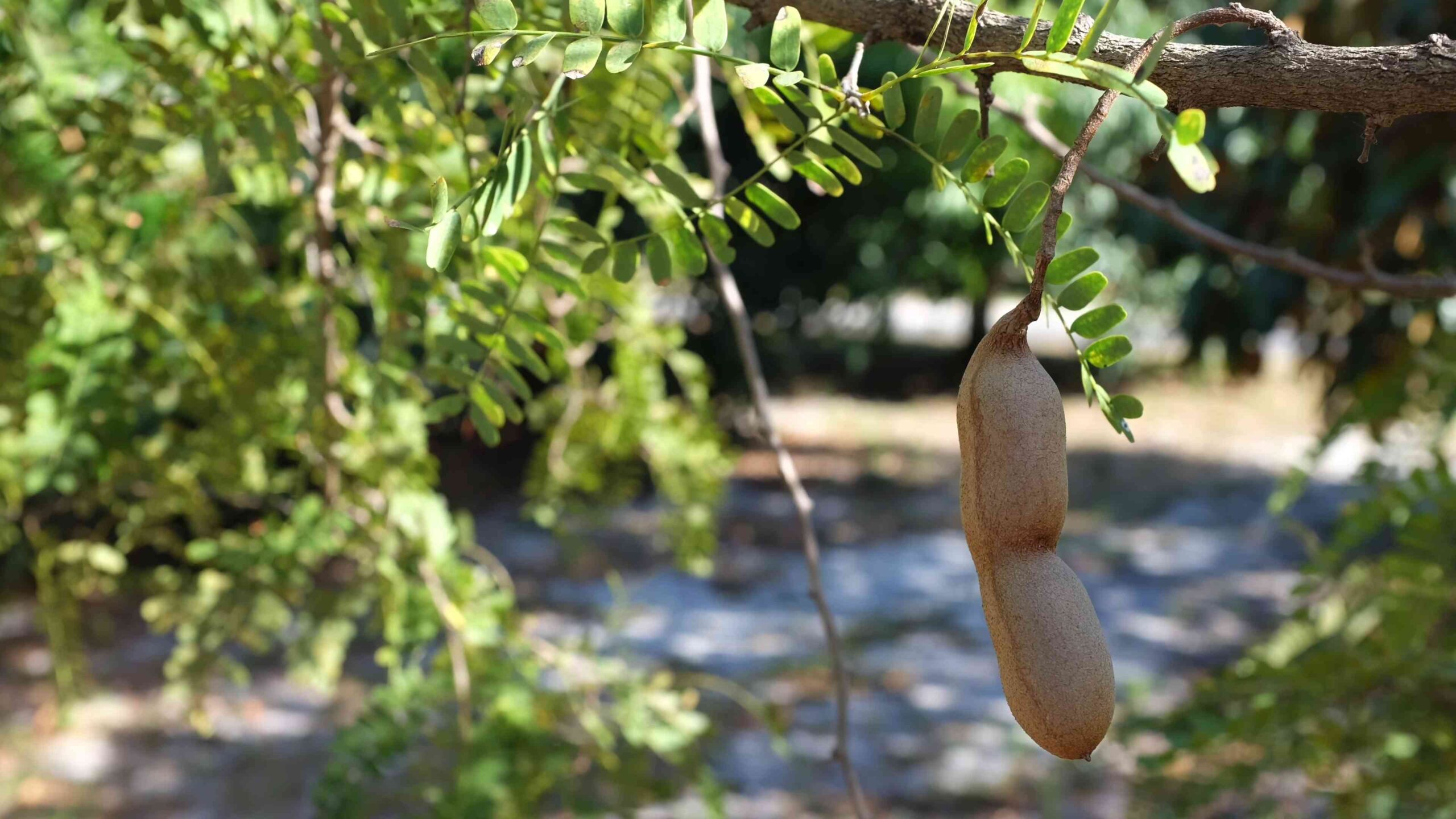 Growing Tamarind at Home