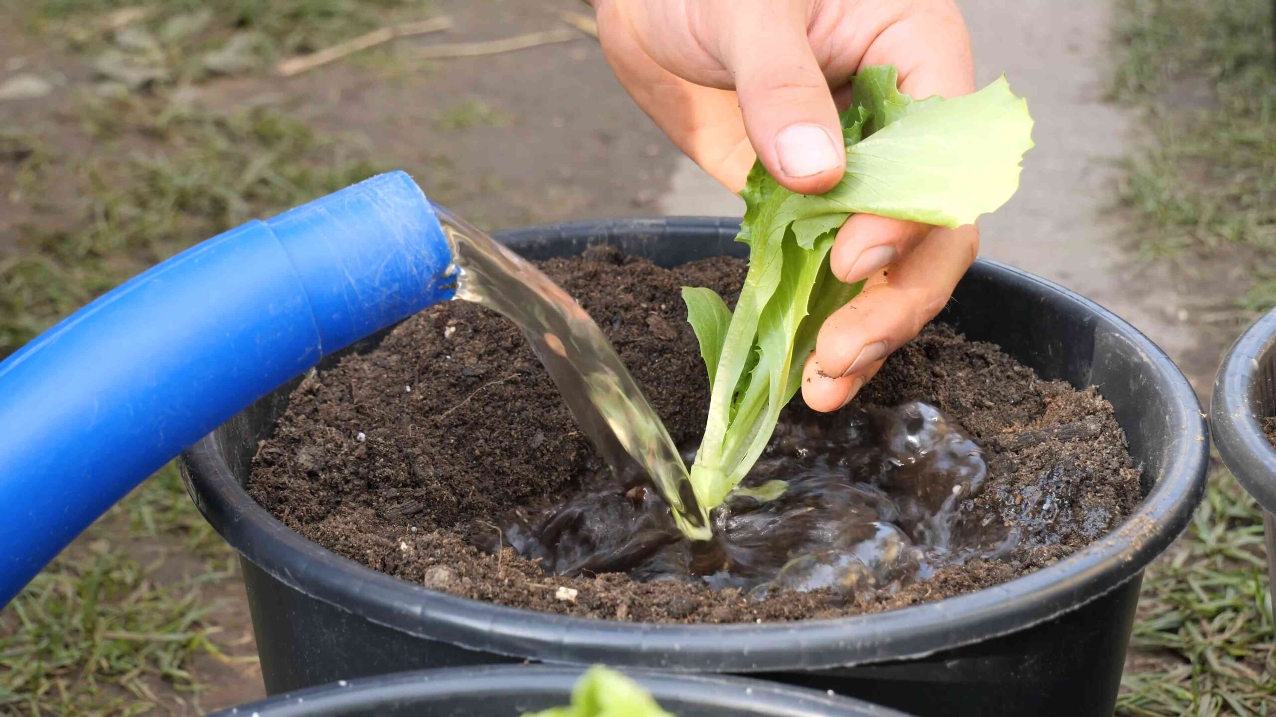 Grow Iceberg Lettuce at Home