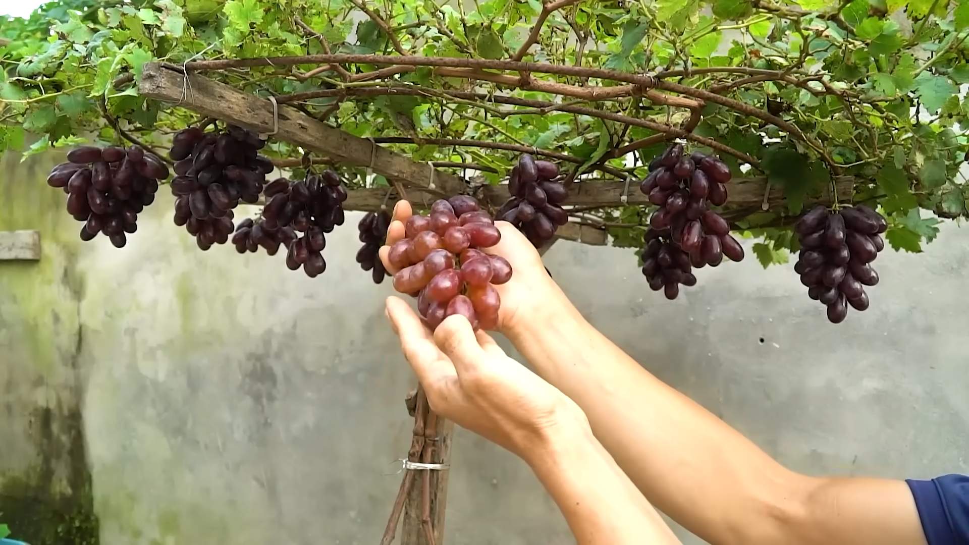Grape Vine Cultivation Tips