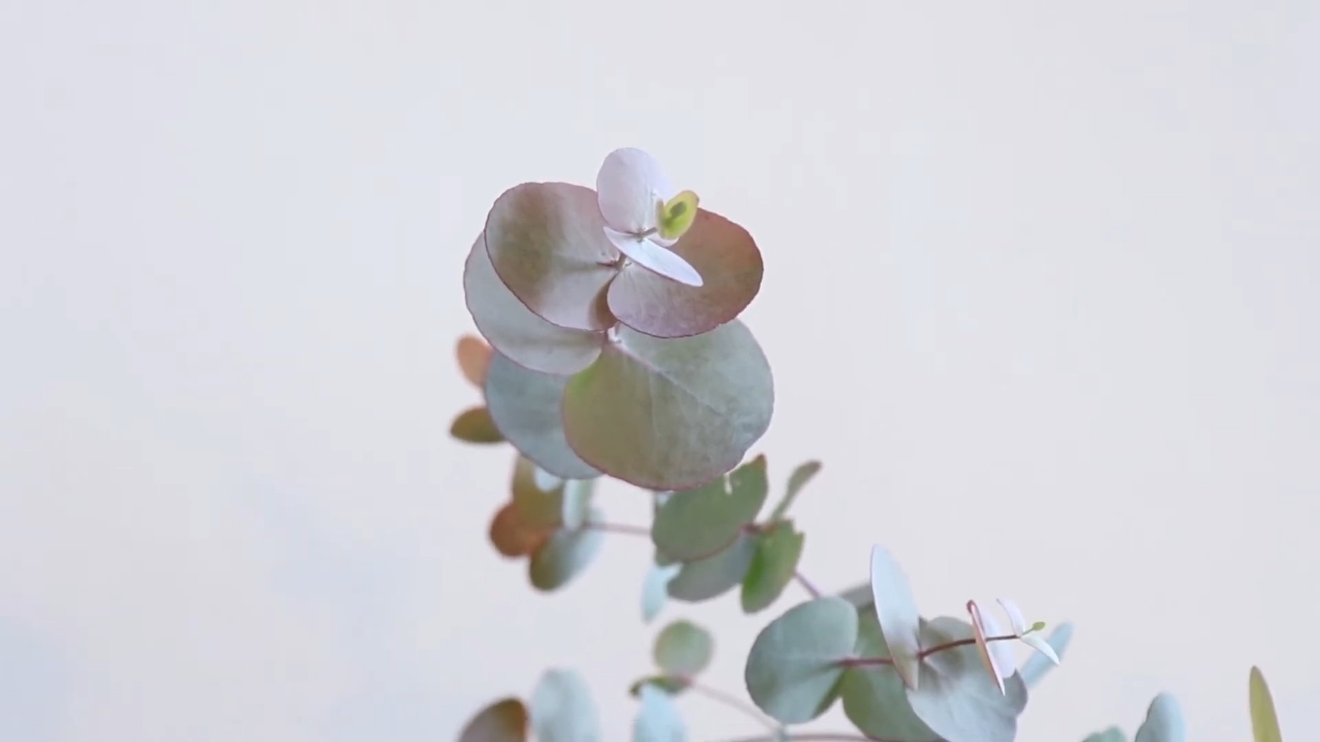 Eucalyptus plant care tips