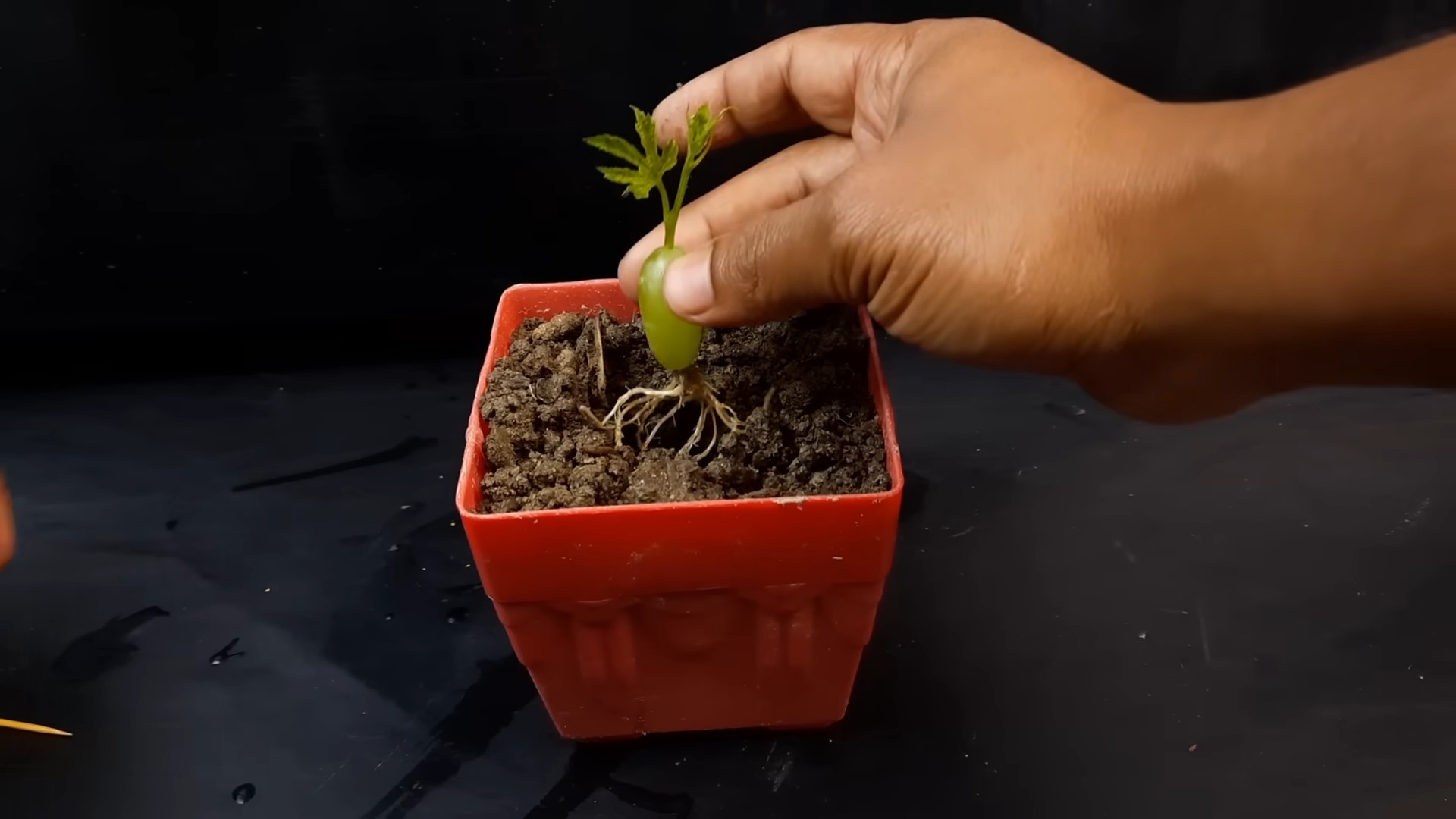 Grapevine Water Propagation DIY
