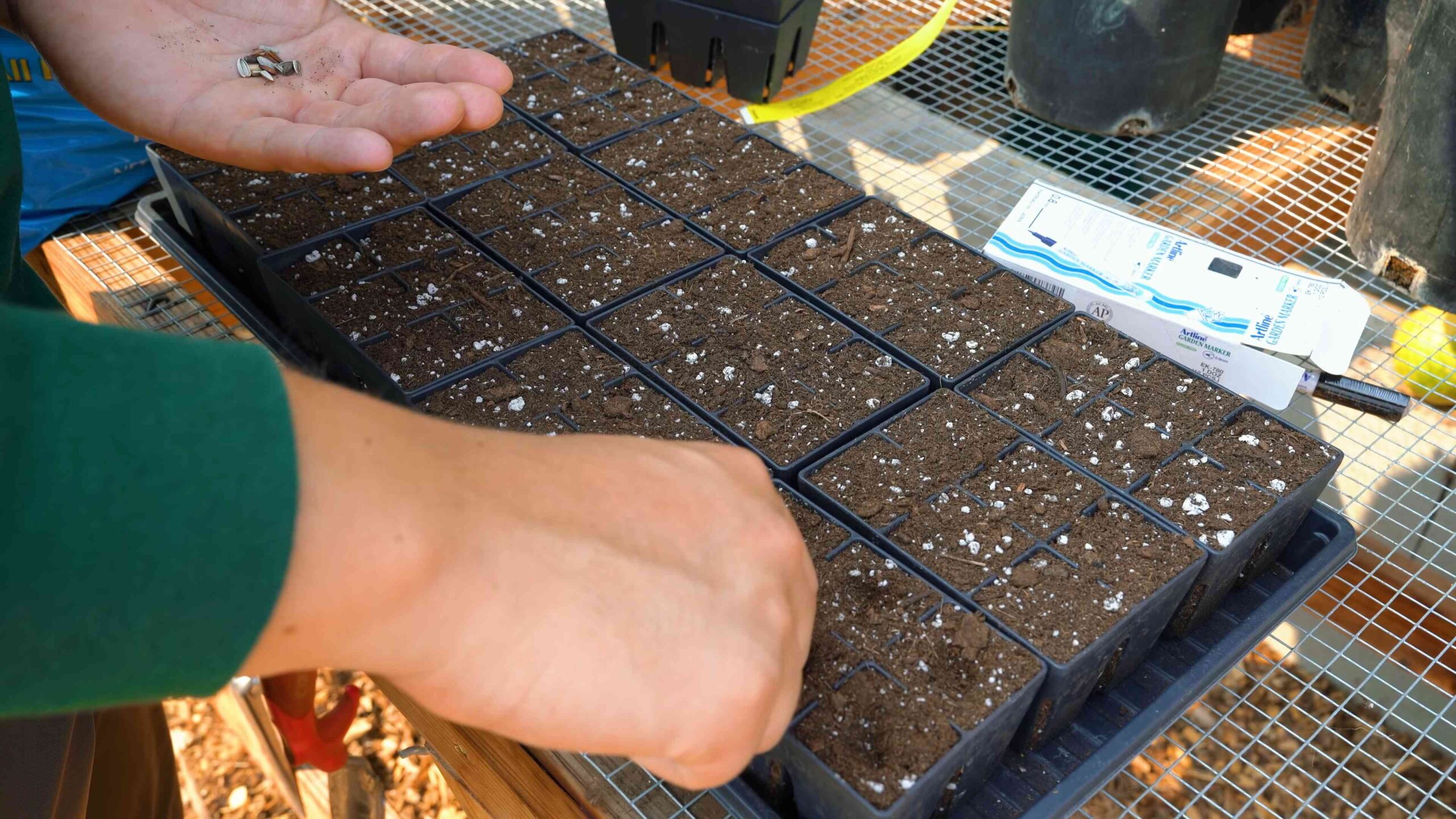 Sunflower gardening tips