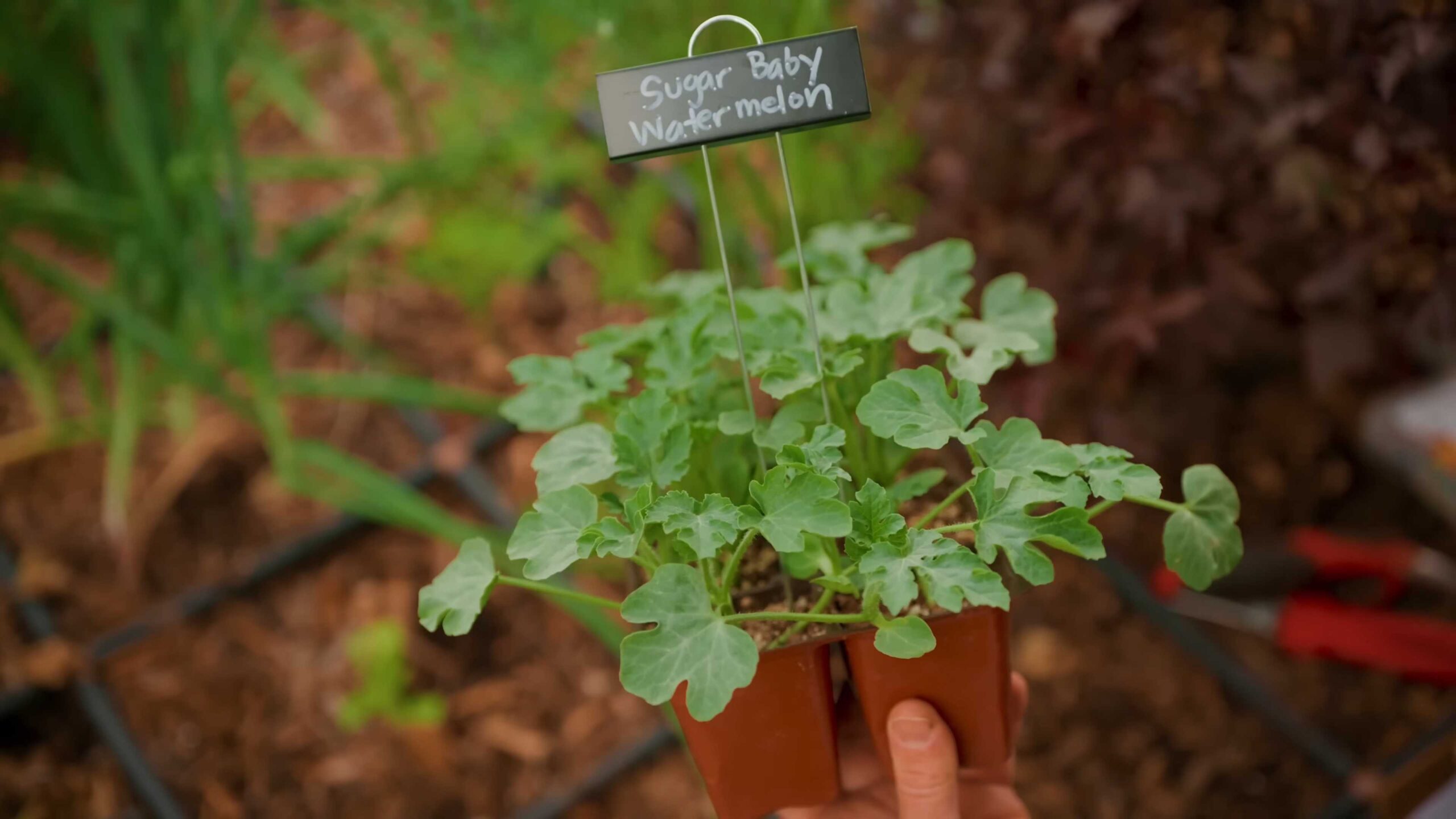 Summer crops to grow at home