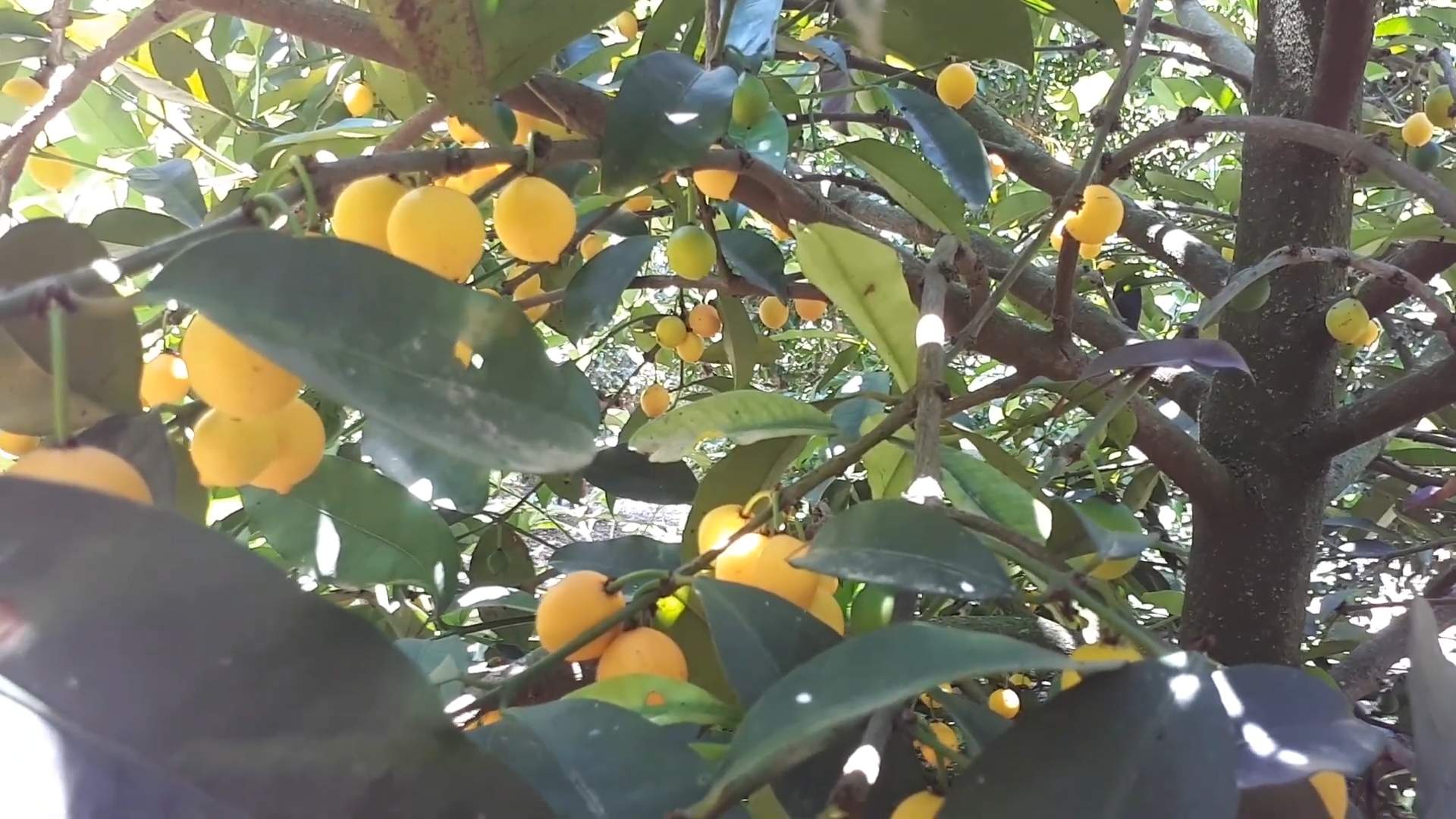 Grow Garcinia Intermedia