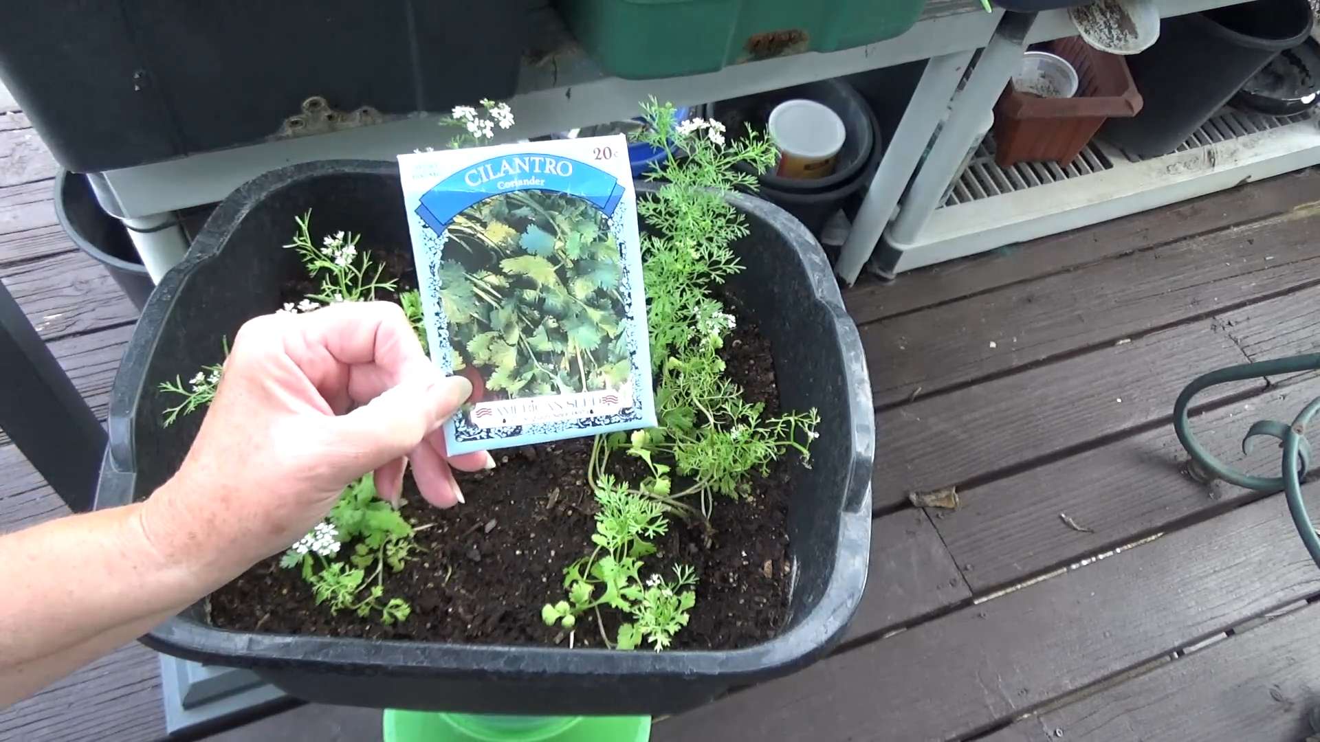 Growing Cilantro at Home
