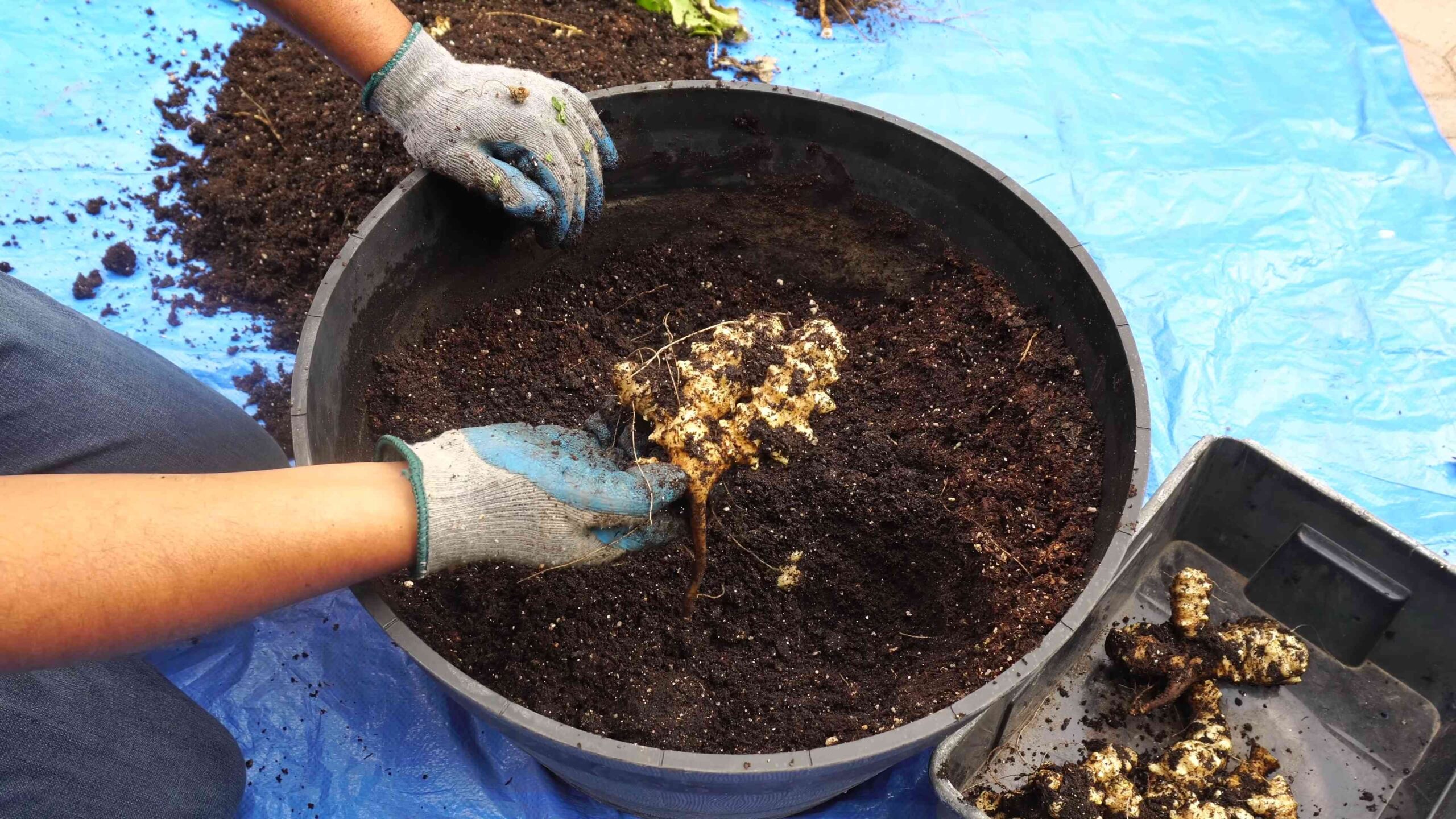 Grow Sunchokes at Home